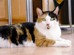 A colour point cat is born without the distinct darker markings but develops them as they grow. Why Calico Cats Are Almost Always Female Business Insider