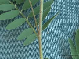Image result for Tephrosia lurida