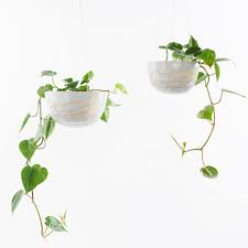 Heartleaf philodendron (philodendron hederaceum) is among the most common houseplants because of its easy to grow nature and lower light requirements. Heart Leaf Philodendron Philodendron Hederaceum Angus Celeste