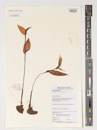 Image result for Brownleea maculata