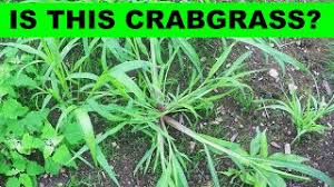 For healthy turf, it's important to control these species, as they can compete with your lawn for the same nutrients and water, reducing the density of the. How To Identify Crabgrass In Your Lawn Youtube