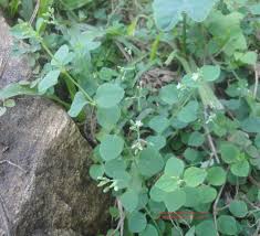 Image result for Drymaria