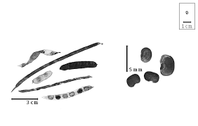 Image result for Ptycholobium contortum