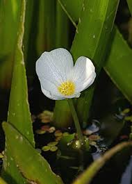 Image result for Hydrocharitaceae