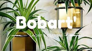 Apres Le Bar A Smoothie Le Bar A Ongles Ou Encore Le Bar A Serpent Un Petit Nouveau Vient De Pointer Le Bout De Son Nez Plante Bar A