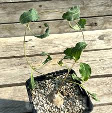 Image result for Raphionacme madiensis