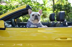 French bulldog puppies for sale in florida panhandle. French Bulldog Breeder Akc French Bulldog Puppies For Sale Gulf Coast French Bulldogs