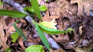 Image result for Clutia sessilifolia