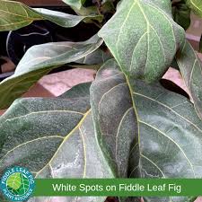 White Spots On Fiddle Leaf Fig Fiddle Leaf Fig Fiddle Leaf Fig Plant