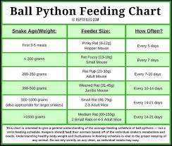 Ball Python Feeding Schedule Ball Python Pet Snake Python