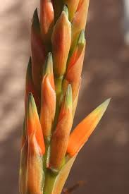 Image result for Aloe cannellii
