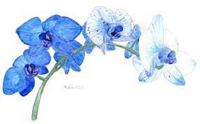 Blue Orchid Study Blue Orchids Watercolor Disney Flower Art