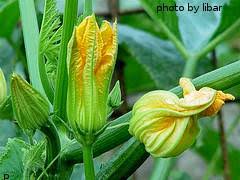 Check spelling or type a new query. Harvesting Zucchini