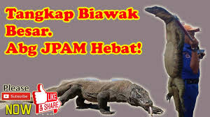 Biawak Besar Jpam Pantas Tangkap Youtube