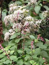 Image result for Pavetta cataractarum