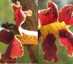 Image result for Heinsia zanzibarica