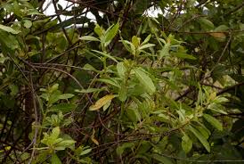 Image result for Clutia swynnertonii