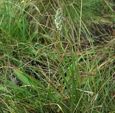Image result for Albuca virens