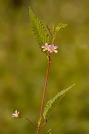 Image result for Melochia melissifolia