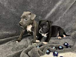 staffordshire bull terrier puppy welpen in 2021 animals dogs pitbulls