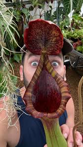 Image result for Burnatia enneandra