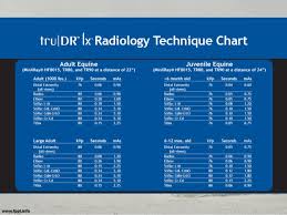 Equine Radiography Positioning Techniques Tips For