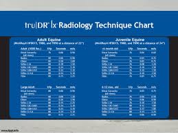 Equine Radiography Positioning Techniques Tips For