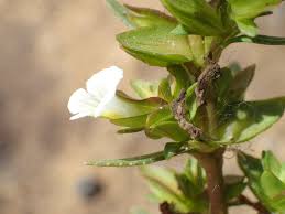Image result for Bacopa crenata