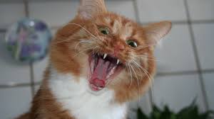 Rabid cat attacks 3 farm workers in Southampton County