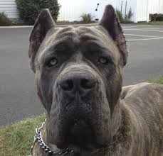 Cane Corso Italiano Gray Brindle Augusto Cane Corso Brindle Cane Corso Brindle