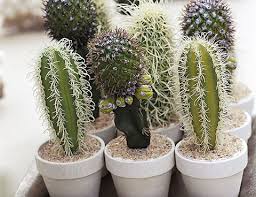 Los cactus pueden ser plantas ornamentales. Cactus Cuidados Y Trucos Tipos De Cactus Plantas De Interior