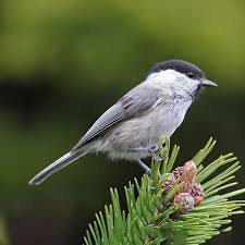 Image result for Poecilostachys