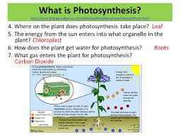 They are produced in lymph nodes 2. Atp Photosynthesis And Cellular Respiration Web Quest Ppt Video Online Download