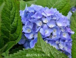 We did not find results for: Endless Summer Hydrangea Zones 4 9 Filtered Sun Grows 3 5 Tall And Wide Repeat Blooms F Endless Summer Hydrangea Planting Hydrangeas Backyard Plants