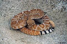 Red Diamond Looks Like A Red Western Diamondback Found Primarily In The Southwest Corner Of California And All Along Baja C Deadly Animals Snake Images Snake