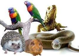 What is an exotic or wild pet? Exotic Pet Care In Detroit Harvey Animal Hospital