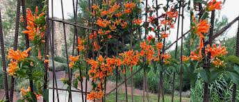 Image result for Pyrostegia