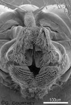 Image result for Blepharis involucrata