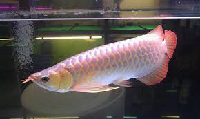 The banjar red arowana, also known as the banjar red dragonfish, like all arowanas is a freshwater scaled fish. Super Red Arowana Arowana Gallery