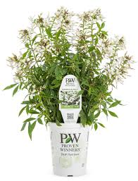 Image result for Cleome bororensis