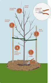Image result for pruning plum trees
