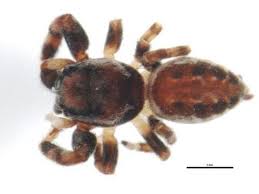 Image result for Dissotis peregrina