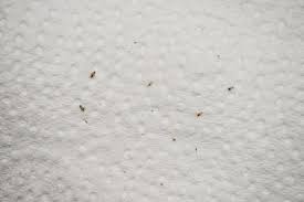 Image result for lice vs nits