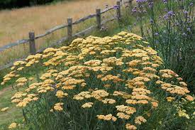 Achillea Terracotta Achillea Achillea Millefolium Perennial Garden