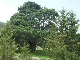 Image result for Cupressus sempervirens