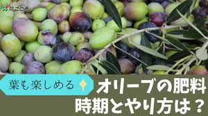 オリーブの肥料 時期とやり方は 実をたっぷりつける Youtube