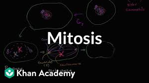 The cell cycle worksheet name: Mitosis Video The Cell Cycle And Mitosis Khan Academy
