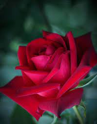 pin by eunice lima on 1 a file general in 2020 beautiful rose flowers happy flowers flower drawing