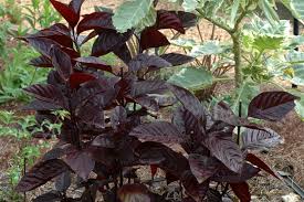 Image result for Eranthemum laxiflorum