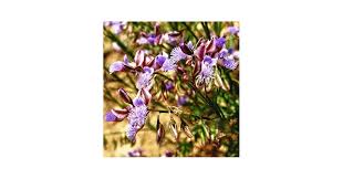 Image result for Polygala schinziana